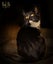 CAT RESCUE CHRISTCHURCH - Ready for Adoption - Edwina Carousel 1