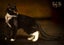 CAT RESCUE CHRISTCHURCH - Ready for Adoption - Edwina Carousel 4