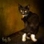 CAT RESCUE CHRISTCHURCH - Ready for Adoption - Edwina Carousel 5