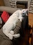 ROBIN - AVAILABLE FOR ADOPTION - PET WHISPERER RESCUE Carousel 5