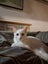 ROBIN - AVAILABLE FOR ADOPTION - PET WHISPERER RESCUE Carousel 6