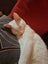 ROBIN - AVAILABLE FOR ADOPTION - PET WHISPERER RESCUE Carousel 3