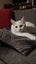 ROBIN - AVAILABLE FOR ADOPTION - PET WHISPERER RESCUE Carousel 7