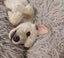 WESTIE X PARSON MIX Carousel 14