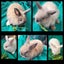 Jersey Lop Kits- Jersey Wooly x Mini Lop Carousel 1