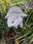 Mini lop rabbit Carousel 2