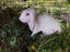 Mini lop rabbit Carousel 3