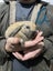 Minilop and Giant Flemish babies Carousel 4
