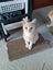 Ginger ninja Rescue kittens Carousel 3