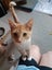 Ginger ninja Rescue kittens Carousel 4