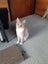 Ginger ninja Rescue kittens Carousel 5