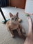 Ginger ninja Rescue kittens Carousel 6