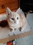 Ginger ninja Rescue kittens Carousel 7