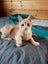 Ginger ninja Rescue kittens Carousel 8