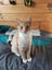 Ginger ninja Rescue kittens Carousel 9