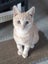 Ginger ninja Rescue kittens Carousel 10