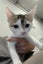 Gorgeous Rescue Kittens Carousel 3