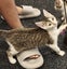Gorgeous Rescue Kittens Carousel 4