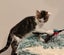 Gorgeous Rescue Kittens Carousel 5