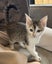 Gorgeous Rescue Kittens Carousel 6