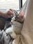 Gorgeous Rescue Kittens Carousel 7