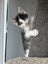 Gorgeous Rescue Kittens Carousel 9