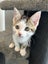 Gorgeous Rescue Kittens Carousel 10