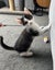 Gorgeous Rescue Kittens Carousel 11