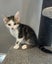 Gorgeous Rescue Kittens Carousel 12