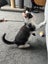 Gorgeous Rescue Kittens Carousel 13