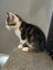 Gorgeous Rescue Kittens Carousel 14