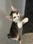 Gorgeous Rescue Kittens Carousel 15