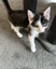 Gorgeous Rescue Kittens Carousel 16