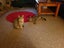 Two Cats in Need of a Home Carousel 1
