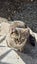 Two Cats in Need of a Home Carousel 2