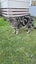 Two Cats in Need of a Home Carousel 3
