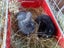 Minilop bunnies x 2, female Carousel 1