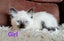 Lovely Ragdoll Kittens Carousel 2