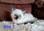 Lovely Ragdoll Kittens Carousel 3
