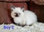 Lovely Ragdoll Kittens Carousel 1