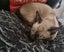 Tonkinese kittens Carousel 14
