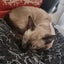 Tonkinese kittens Carousel 15