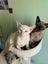 Tonkinese kittens Carousel 16