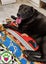 Eclipse - lovely natured 8yr old male lab cross - Marlborough Four Paws Rescue Carousel 2