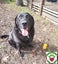 Eclipse - lovely natured 8yr old male lab cross - Marlborough Four Paws Rescue Carousel 1