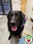 Eclipse - lovely natured 8yr old male lab cross - Marlborough Four Paws Rescue Carousel 3