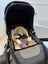 Edwards & co stroller / pram / pushchair / carriage Carousel 5