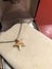 9 Ct star pendant on a sterling silver chain . Carousel 5