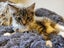 Beautiful Desexed Kittens Some Fluffy Carousel 2