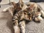 Beautiful Desexed Kittens Some Fluffy Carousel 3